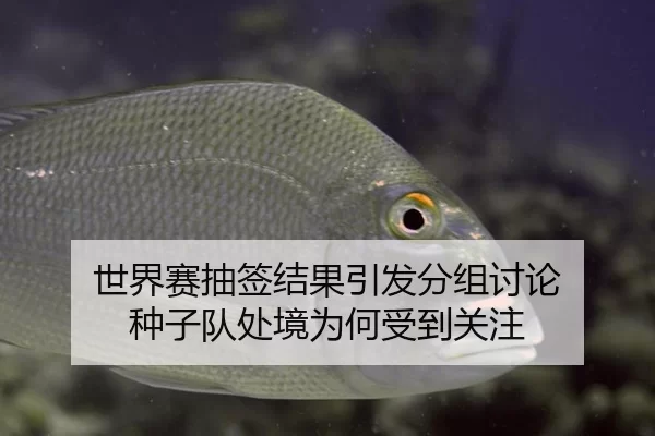 世界赛抽签结果引发分组讨论 种子队处境为何受到关注